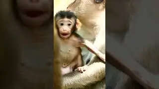Piper support training little monkey pickles only simple way. No hurt or any depression.