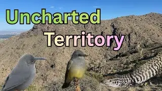 Birding at an Ebird hotspot that I created