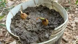 Dechi mavda ka ped kese bada krte hai dekho #india mavda part 1