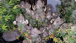 AUTO GROW 10x5 ( 10 weeks & 4 days )FOOPORGANICBIOSCIENCE,REMONUTRIENTS,PLATINUMLEDP600,FISHSHIT,