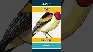 🇬🇧🇪🇸 finch - pinz&oacute;n : learn English : aprendamos ingl&eacute;s : vocabulary builder