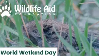 Внутри водно-болотных угодий организации Wildlife Aid (специальный выпуск о водно-болотных угодьях)
