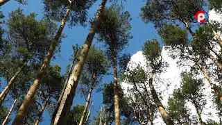 Наследие Севера 17.06.2022 Моркинский бор