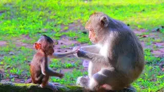 Adorable Little Baby Evelyn With Mom Ellen |The monkeys