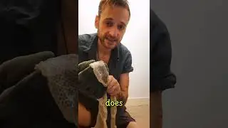 Big Snake Skin Found ! And A Big Snake! Check It Out 