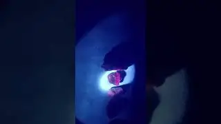 Rocks glow bright red under UV light! Found in Fletcher, NC   5-2022
