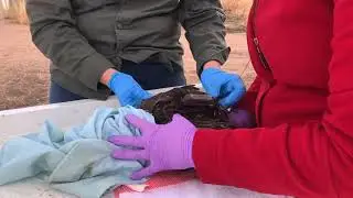Fitting a GPS transmitter to a bird: backpack harness & keel strap