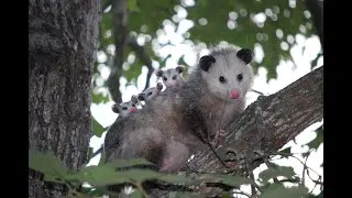 Found a baby animal? &ndash; Here&rsquo;s what to do