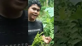 Membedakan jenis pakis/paku yang beracun dan tidak beracun