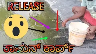 #fishing |catch and release fishes into into small pond #shorts #commoncarp