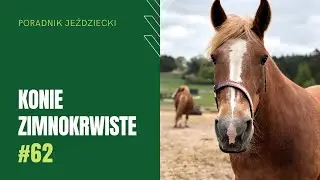 KONIE ZIMNOKRWISTE | Poradnik jeździecki #62