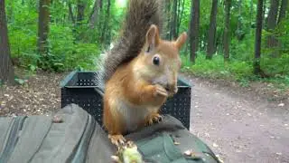Что нужно, чтобы был порядок в парке. Моё мнение / What is needed to keep order in the park