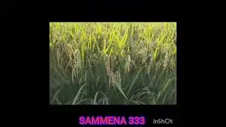 Harlal seeds Hybrid paddy sameena 333