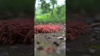 Red Milpitas,, in the jungle #forest