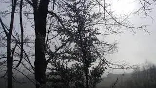 The Rime Ice Series Pt. VIII:  Mediterranean cypress / Ivje VIII: Vednozelena cipresa