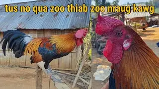 Saib dib ua si qua zoo zoo nkauj heev