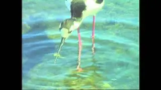 Bird of the Week: Black-necked Stilt