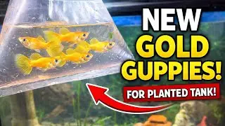 Buy new fish for my planted tank ||Buy gold guppy fish for my planted tank||Gold guppy fish breeding