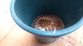 Mega amoeba