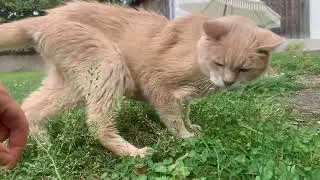 Pause with my sweet 19 years old cat
