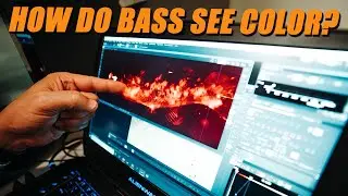 How do Bass See Color?