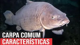 Carpa Comum e suas Caracter&iacute;sticas - Saiba tudo sobre essa a Carpa mais mais Antiga