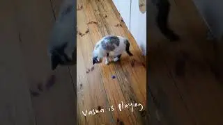 Funny cats and the funniest cats 2023