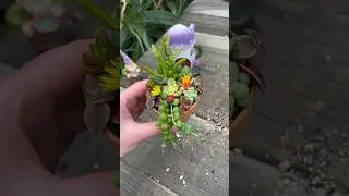 Mini Succulent Design Ideas #shorts #diy