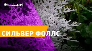 🌎 Семена цветов Цинерария, Сильвер фоллс 🌿 Планета Агро