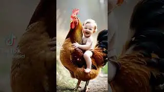 Babur hasir video