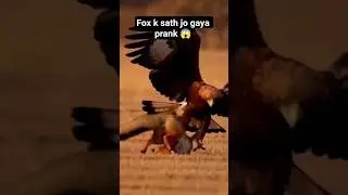 RABBIT VS FOX VS EAGLE #funny #prank #shorts