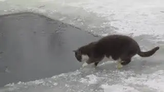 How do cats hunt in winter?