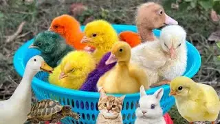 🐰 Catch Funny Chickens, Rainbow Hens & Lovely Pets | Cute Cats, Ducks & Rabbits Moments
