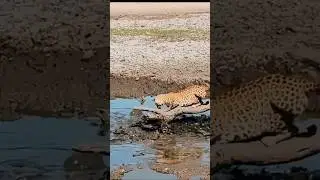 Funny Leopard Fishing 🐆🎣 | Wild Cat&rsquo;s Hilarious Water Struggle
