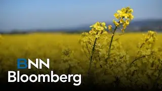 China dropping ban on Canadian canola