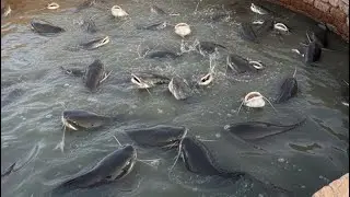 ناصح عمل مزرعة قراميط مش هتصدق الاحجام 
