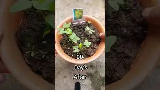 How To Grow Reseda Plants From Seeds #shorts