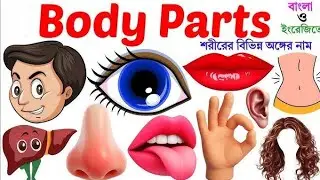 Body Parts Name | Learn Human Body Part Name In English With Picture For Kids Vocabulary + Toddler |