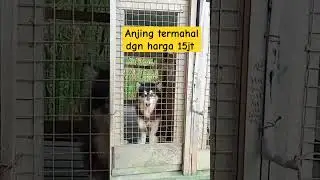 anjing mahal😱 #shortvideos #shots