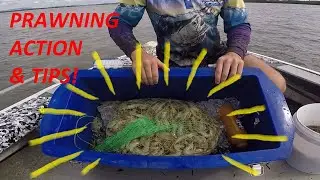 PRAWNING - ACTION & TIPS (Southern Moreton Bay)