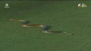 A snake entered the cricket ground during the match.#cricket #livecricketmatchtoday #livecricket