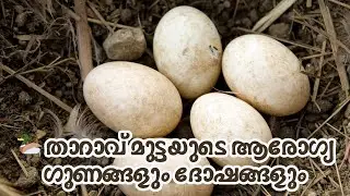 🦆 താറാവ് മുട്ടയുടെ ആരോഗ്യ ഗുണങ്ങളും ദോഷങ്ങളും | Duck Egg Health Benefits and Disadvantages