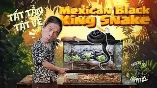 TẤT TẦN TẬT VỀ MEXICAN BLACK KINGSNAKE | TỔNG TÀI VEST ĐEN TRONG TRUYỀN THUYẾT 