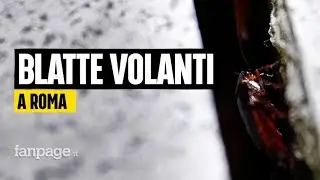 Invasione di blatte volanti a Roma, il disinfestatore: 
