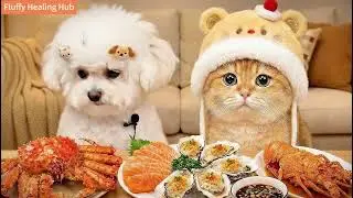 Bichon Baby and Orange Cat Food Show,  #FoodShow #CatFoodShow  #asmr #dog reacts #dog #cute puppies