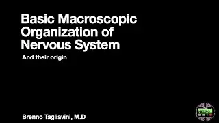 Basic Organization of Nervous system and Their Origin