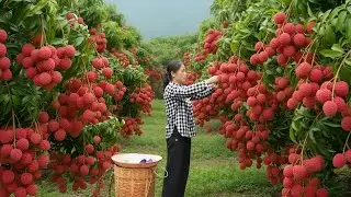 Harvesting lychees and medicinal herbs from the green forest to sell at the market - A peaceful life