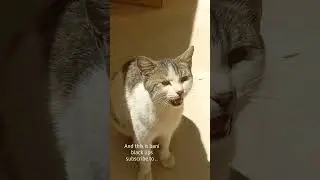 Follow to learn more about the story of the biggest cat heist