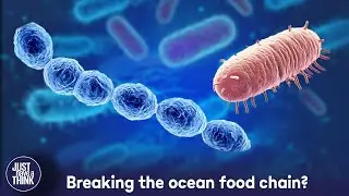 Will Deep Sea Mining disrupt our oceans' carbon cycles?
