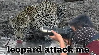 Photography in wild ||Wild life photography|| leopard attack || Raghavakc || 2020 photography